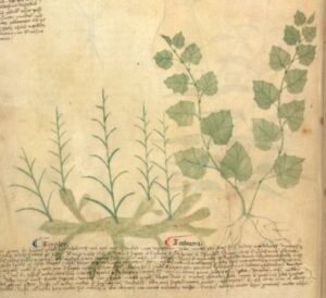 Zázvor Iluminace zázvoru ve středověkém herbáři, Egerton MS 747, f. 105v